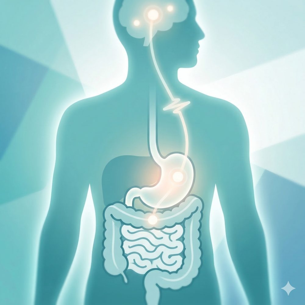 Illustration showing how GLP-1 hormone signals the brain and digestive system to reduce hunger and support weight loss